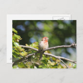 House finch briefkaart (Voorkant / Achterkant)