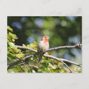 House finch briefkaart