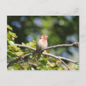 House finch briefkaart (Voorkant)