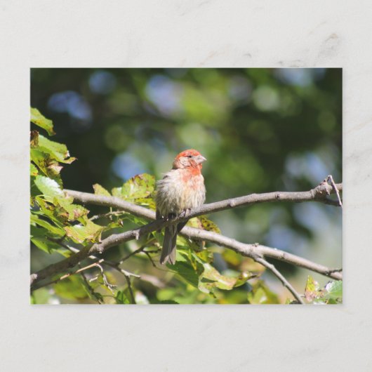 House finch briefkaart (Voorkant)