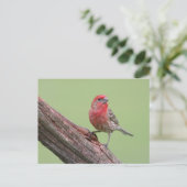 House Finch Briefkaart (Staand voorkant)