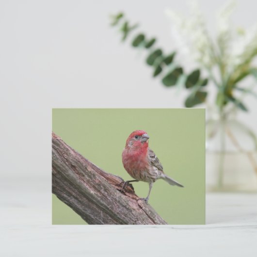 House Finch Briefkaart (Staand voorkant)