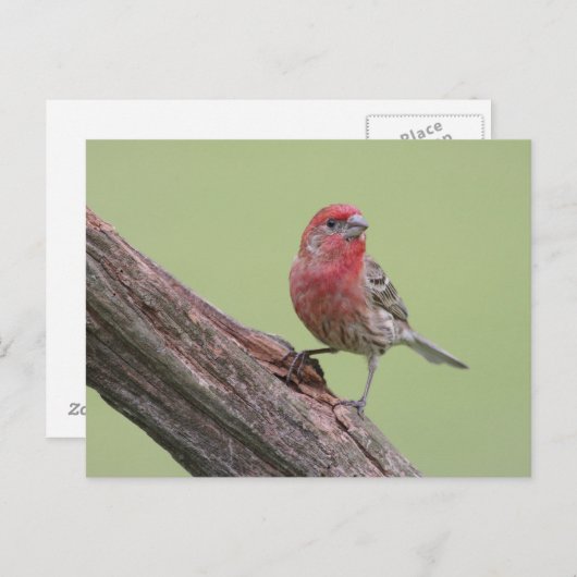 House Finch Briefkaart (Voorkant / Achterkant)
