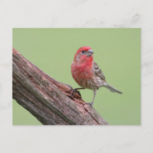House Finch Briefkaart