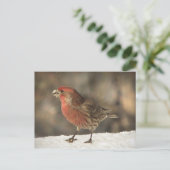 House Finch Briefkaart (Staand voorkant)