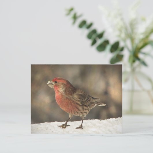 House Finch Briefkaart (Staand voorkant)