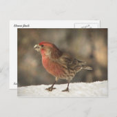 House Finch Briefkaart (Voorkant / Achterkant)