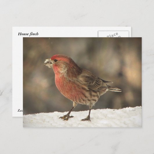 House Finch Briefkaart (Voorkant / Achterkant)