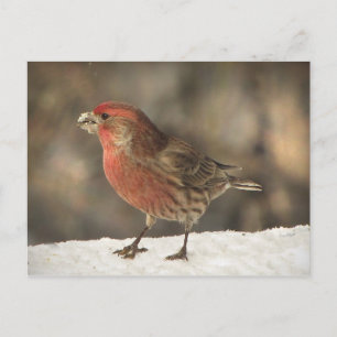House Finch Briefkaart