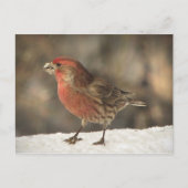 House Finch Briefkaart (Voorkant)