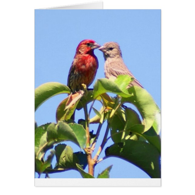 House Finch Couple (Voorkant)