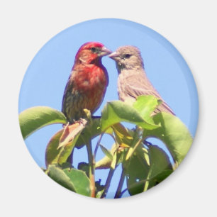 House Finch Couple Magneet