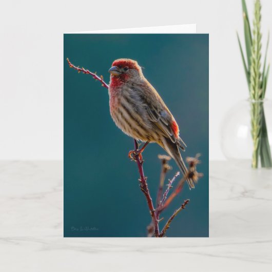 House Finch - Hartelijk dank Bedankkaart (Voorkant)