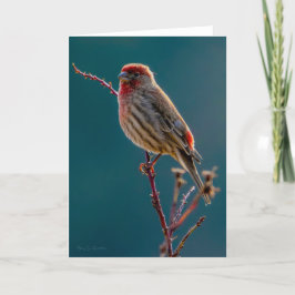 House Finch - Hartelijk dank Bedankkaart