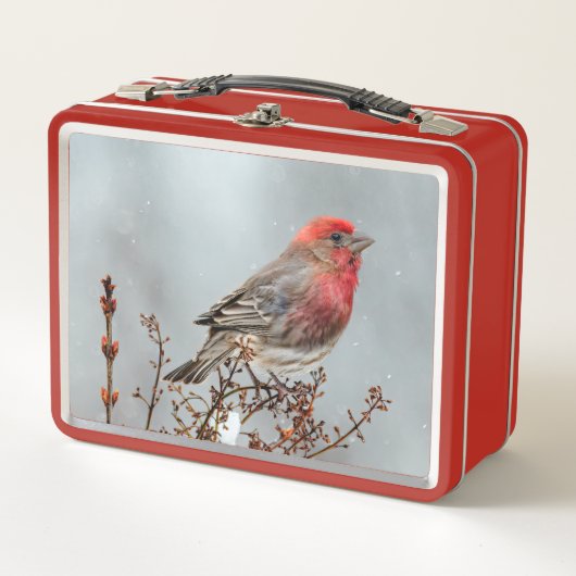 House Finch in Snow - Originele foto (Voorkant)