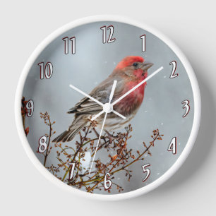 House Finch in Snow - Originele foto