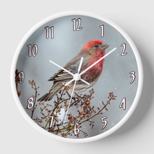 House Finch in Snow - Originele foto (Voorkant)