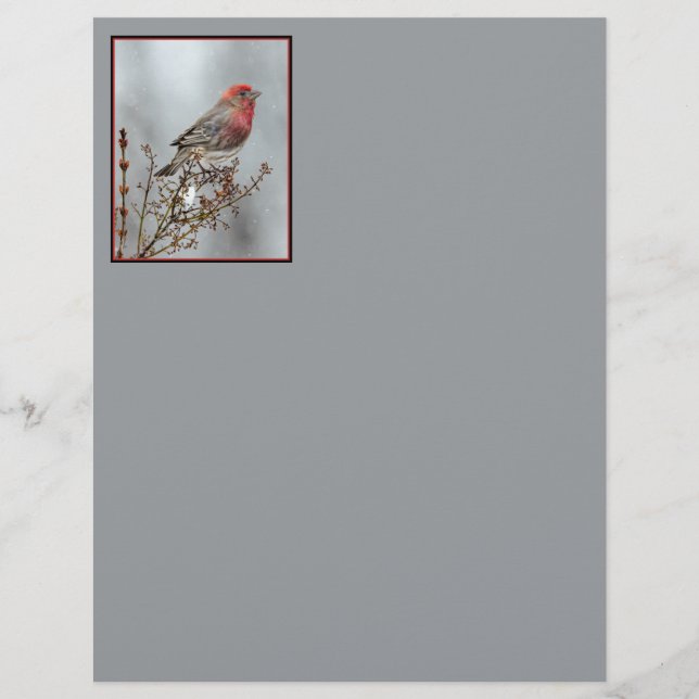House Finch in Snow - Originele foto (Voorkant)