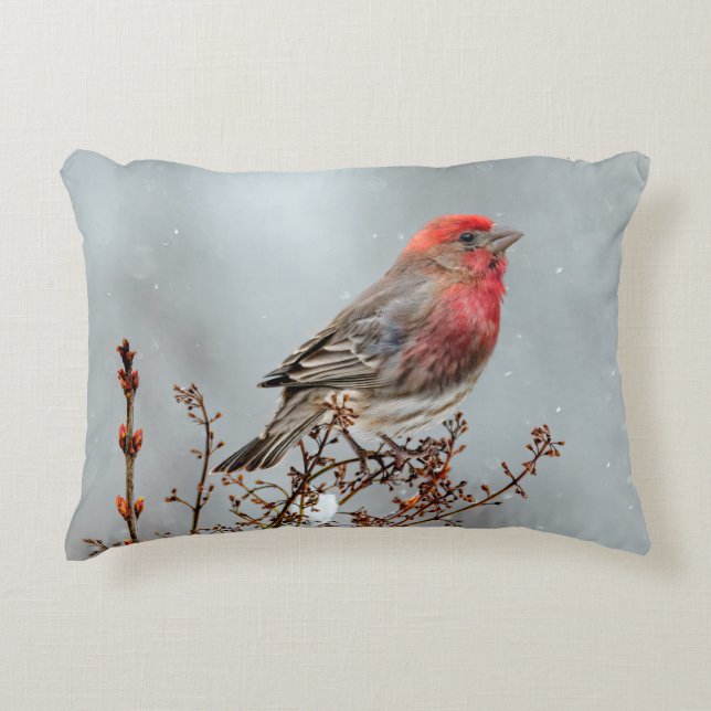 House Finch in Snow - Originele foto Accent Kussen (Voorkant)