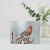 House Finch in Snow - Originele foto Briefkaart (Staand voorkant)