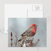 House Finch in Snow - Originele foto Briefkaart (Voorkant / Achterkant)