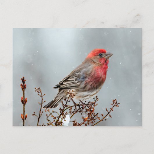 House Finch in Snow - Originele foto Briefkaart (Voorkant)