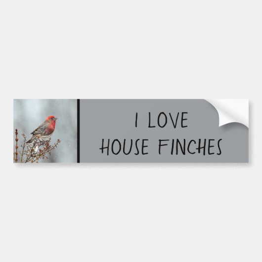 House Finch in Snow - Originele foto Bumpersticker (Voorkant)