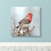 House Finch in Snow - Originele foto Canvas Afdruk (Insitu (Houten vloer))