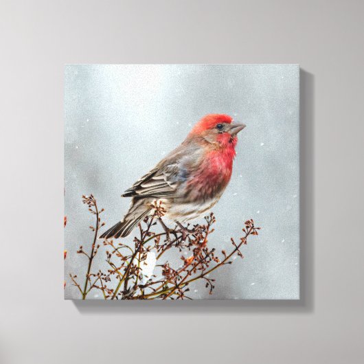 House Finch in Snow - Originele foto Canvas Afdruk (Voorkant)