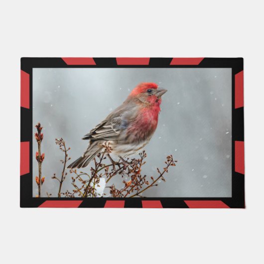House Finch in Snow - Originele foto Deurmat (Voorkant)