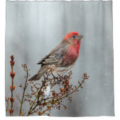 House Finch in Snow - Originele foto Douchegordijn (Voorkant)