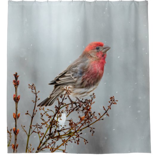 House Finch in Snow - Originele foto Douchegordijn (Voorkant)