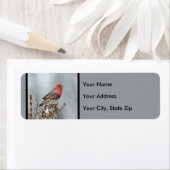 House Finch in Snow - Originele foto Etiket (Insitu)