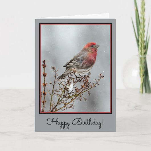 House Finch in Snow - Originele foto Kaart (Voorkant)