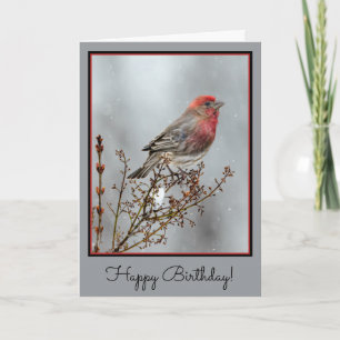 House Finch in Snow - Originele foto Kaart