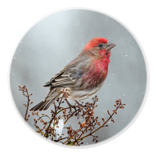 House Finch in Snow - Originele foto Keramische Knop (Voorkant)