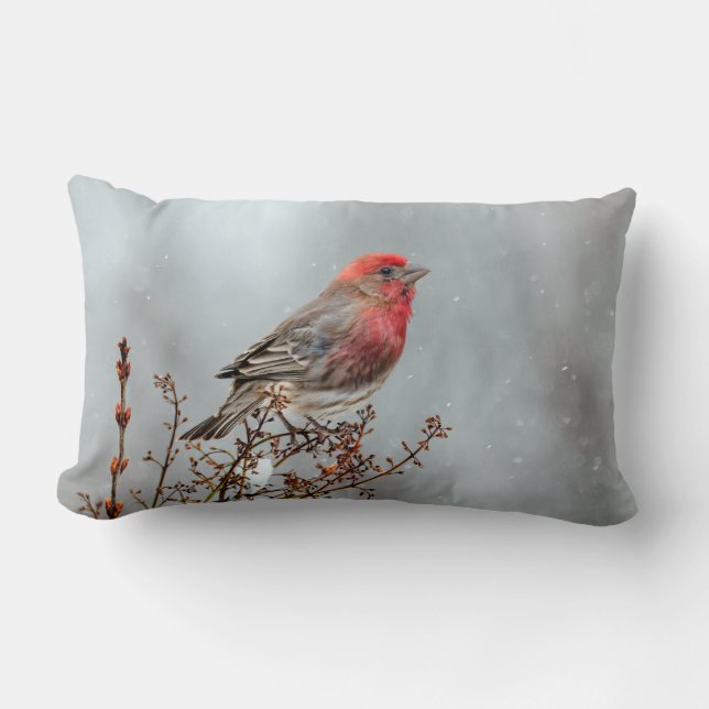 House Finch in Snow - Originele foto Kussen (Voorkant)