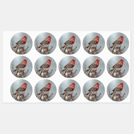 House Finch in Snow - Originele foto Labels (Vel)
