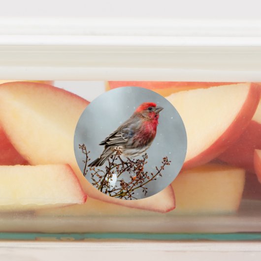 House Finch in Snow - Originele foto Labels (Aangebracht)