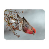 House Finch in Snow - Originele foto Magneet (Horizontaal)