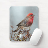 House Finch in Snow - Originele foto Muismat (Met muis)