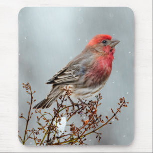 House Finch in Snow - Originele foto Muismat