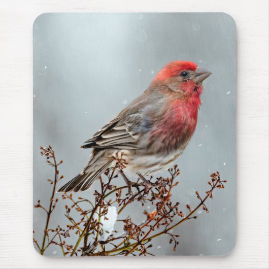 House Finch in Snow - Originele foto Muismat (Voorkant)