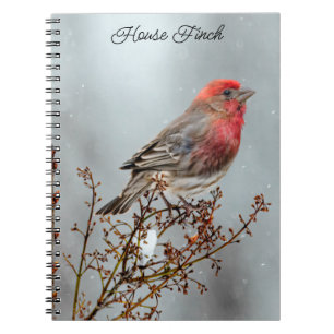 House Finch in Snow - Originele foto Notitieboek