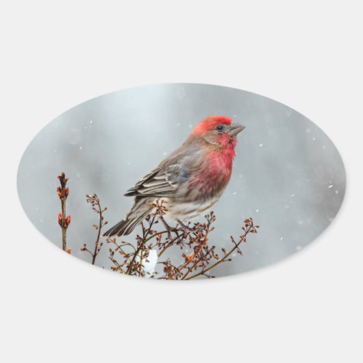 House Finch in Snow - Originele foto Ovale Sticker (Voorkant)
