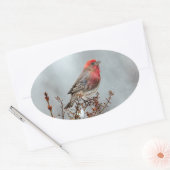 House Finch in Snow - Originele foto Ovale Sticker (Envelop)