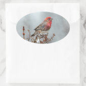 House Finch in Snow - Originele foto Ovale Sticker (Tas)