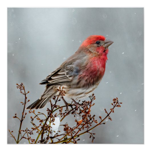 House Finch in Snow - Originele foto Perfect Poster (Voorkant)