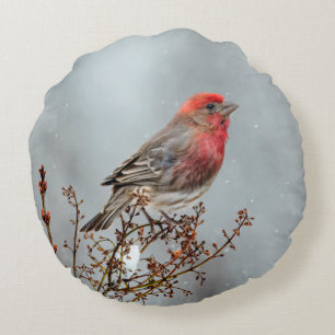House Finch in Snow - Originele foto Rond Kussen
