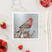 House Finch in Snow - Originele foto Servet (Insitu)